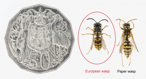 Sundew VESPEX European wasp versus paperwasp